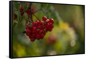 Rowan berries in autumn with colorful background with bokeh-Paivi Vikstrom-Framed Stretched Canvas