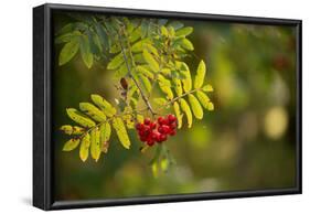 Rowan branch with red berries in autumn sunlight-Paivi Vikstrom-Framed Photographic Print