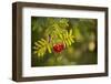 Rowan branch with red berries in autumn sunlight-Paivi Vikstrom-Framed Photographic Print