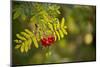 Rowan branch with red berries in autumn sunlight-Paivi Vikstrom-Mounted Photographic Print