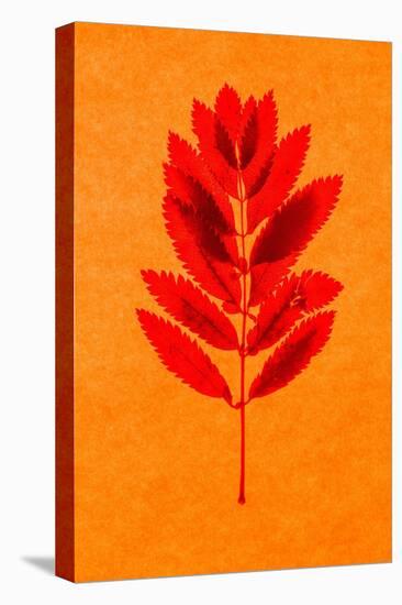 Rowan Leaves-Graeme Harris-Stretched Canvas