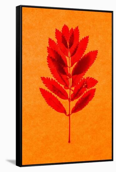 Rowan Leaves-Graeme Harris-Framed Stretched Canvas