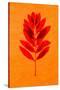 Rowan Leaves-Graeme Harris-Stretched Canvas