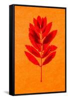 Rowan Leaves-Graeme Harris-Framed Stretched Canvas