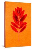 Rowan Leaves-Graeme Harris-Stretched Canvas