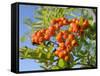 Rowan (Mountain Ash) (Sorbus Aucuparia) Berry Cluster, Wiltshire, England, United Kingdom, Europe-Nick Upton-Framed Stretched Canvas