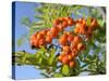 Rowan (Mountain Ash) (Sorbus Aucuparia) Berry Cluster, Wiltshire, England, United Kingdom, Europe-Nick Upton-Stretched Canvas