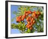 Rowan (Mountain Ash) (Sorbus Aucuparia) Berry Cluster, Wiltshire, England, United Kingdom, Europe-Nick Upton-Framed Photographic Print