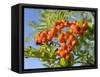 Rowan (Mountain Ash) (Sorbus Aucuparia) Berry Cluster, Wiltshire, England, United Kingdom, Europe-Nick Upton-Framed Stretched Canvas