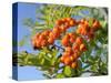 Rowan (Mountain Ash) (Sorbus Aucuparia) Berry Cluster, Wiltshire, England, United Kingdom, Europe-Nick Upton-Stretched Canvas