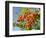 Rowan (Mountain Ash) (Sorbus Aucuparia) Berry Cluster, Wiltshire, England, United Kingdom, Europe-Nick Upton-Framed Photographic Print