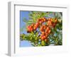 Rowan (Mountain Ash) (Sorbus Aucuparia) Berry Cluster, Wiltshire, England, United Kingdom, Europe-Nick Upton-Framed Photographic Print