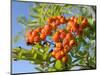 Rowan (Mountain Ash) (Sorbus Aucuparia) Berry Cluster, Wiltshire, England, United Kingdom, Europe-Nick Upton-Mounted Photographic Print