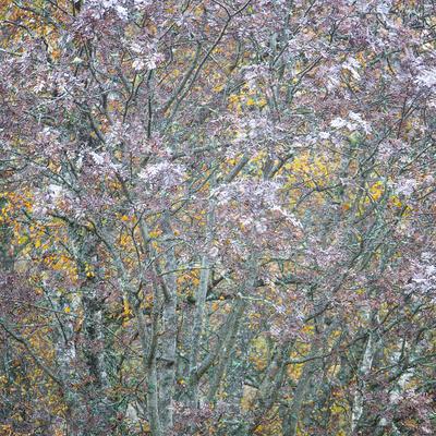 'Rowan Tapestry' Photographic Print Doug Chinnery