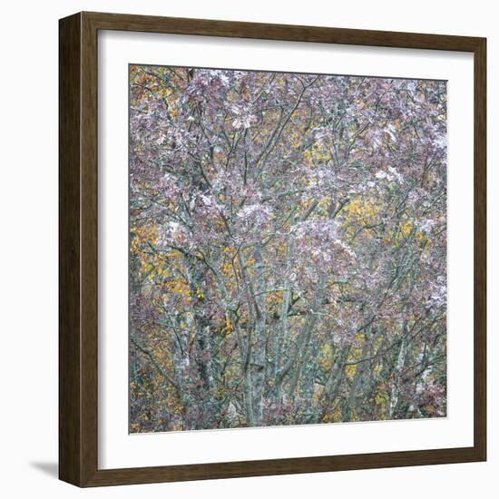 Rowan Tapestry-Doug Chinnery-Framed Photographic Print