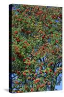 Rowan Tree, Mountain Ash Ripe Berries in Autumn-null-Stretched Canvas