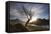 Rowan Tree Silhouetted Above Loch Lurgainn with Cul Mor (Left) and Ben More Coigach Beyond, UK-Mark Hamblin-Framed Stretched Canvas