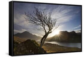 Rowan Tree Silhouetted Above Loch Lurgainn with Cul Mor (Left) and Ben More Coigach Beyond, UK-Mark Hamblin-Framed Stretched Canvas