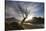 Rowan Tree Silhouetted Above Loch Lurgainn with Cul Mor (Left) and Ben More Coigach Beyond, UK-Mark Hamblin-Stretched Canvas