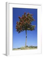 Rowan Tree with Ripened Berries-null-Framed Photographic Print