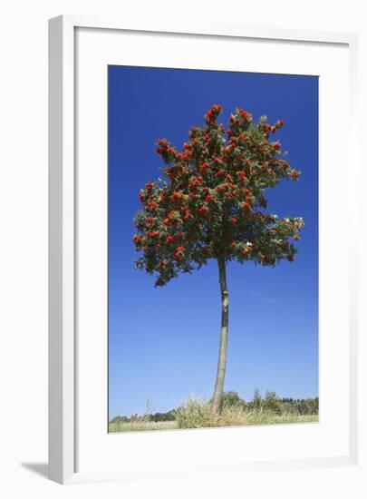 Rowan Tree with Ripened Berries-null-Framed Photographic Print