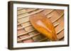 Rowboat Oar II-Kathy Mahan-Framed Photographic Print