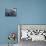 Rowboats moored at Lake Merritt, Oakland, Alameda County, California, USA-Panoramic Images-Photographic Print displayed on a wall