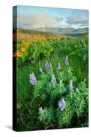 Rowena Flower Field and Rainbow-Vincent James-Stretched Canvas