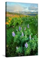 Rowena Flower Field and Rainbow-Vincent James-Stretched Canvas