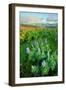 Rowena Flower Field and Rainbow-Vincent James-Framed Photographic Print