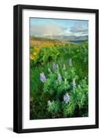 Rowena Flower Field and Rainbow-Vincent James-Framed Photographic Print