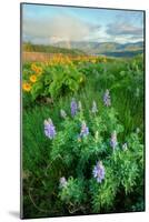 Rowena Flower Field and Rainbow-Vincent James-Mounted Photographic Print