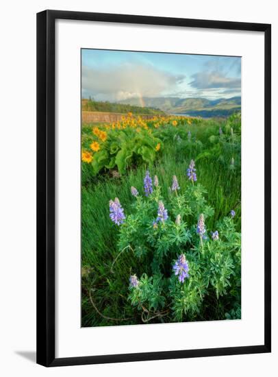 Rowena Flower Field and Rainbow-Vincent James-Framed Photographic Print