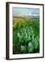 Rowena Flower Field and Rainbow-Vincent James-Framed Photographic Print