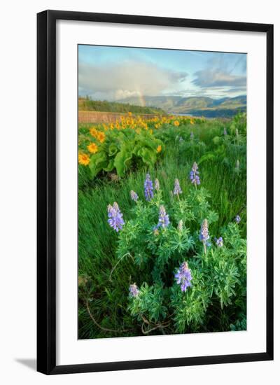 Rowena Flower Field and Rainbow-Vincent James-Framed Photographic Print