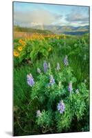 Rowena Flower Field and Rainbow-Vincent James-Mounted Photographic Print