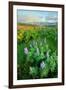 Rowena Flower Field and Rainbow-Vincent James-Framed Photographic Print