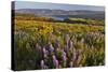 Rowena Plateau Wildflowers-Steve Terrill-Stretched Canvas