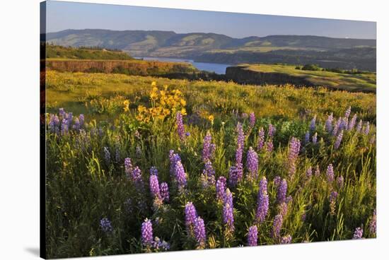 Rowena Plateau Wildflowers-Steve Terrill-Stretched Canvas