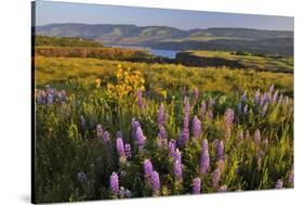 Rowena Plateau Wildflowers-Steve Terrill-Stretched Canvas