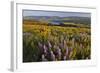 Rowena Plateau Wildflowers-Steve Terrill-Framed Photographic Print