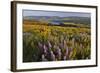 Rowena Plateau Wildflowers-Steve Terrill-Framed Photographic Print