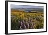 Rowena Plateau Wildflowers-Steve Terrill-Framed Photographic Print