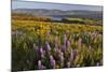 Rowena Plateau Wildflowers-Steve Terrill-Mounted Photographic Print