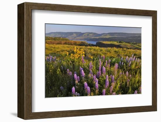 Rowena Plateau Wildflowers-Steve Terrill-Framed Photographic Print