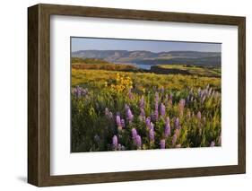 Rowena Plateau Wildflowers-Steve Terrill-Framed Photographic Print