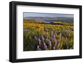 Rowena Plateau Wildflowers-Steve Terrill-Framed Photographic Print