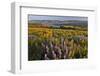 Rowena Plateau Wildflowers-Steve Terrill-Framed Photographic Print