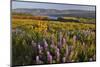 Rowena Plateau Wildflowers-Steve Terrill-Mounted Photographic Print