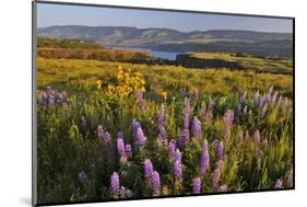 Rowena Plateau Wildflowers-Steve Terrill-Mounted Photographic Print